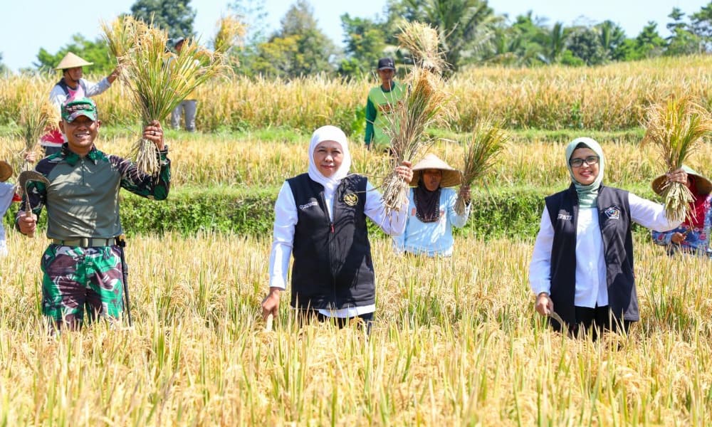 Edukasi dalam bertani adalah kunci untuk meningkatkan produktivitas, keberlanjutan, dan ketahanan